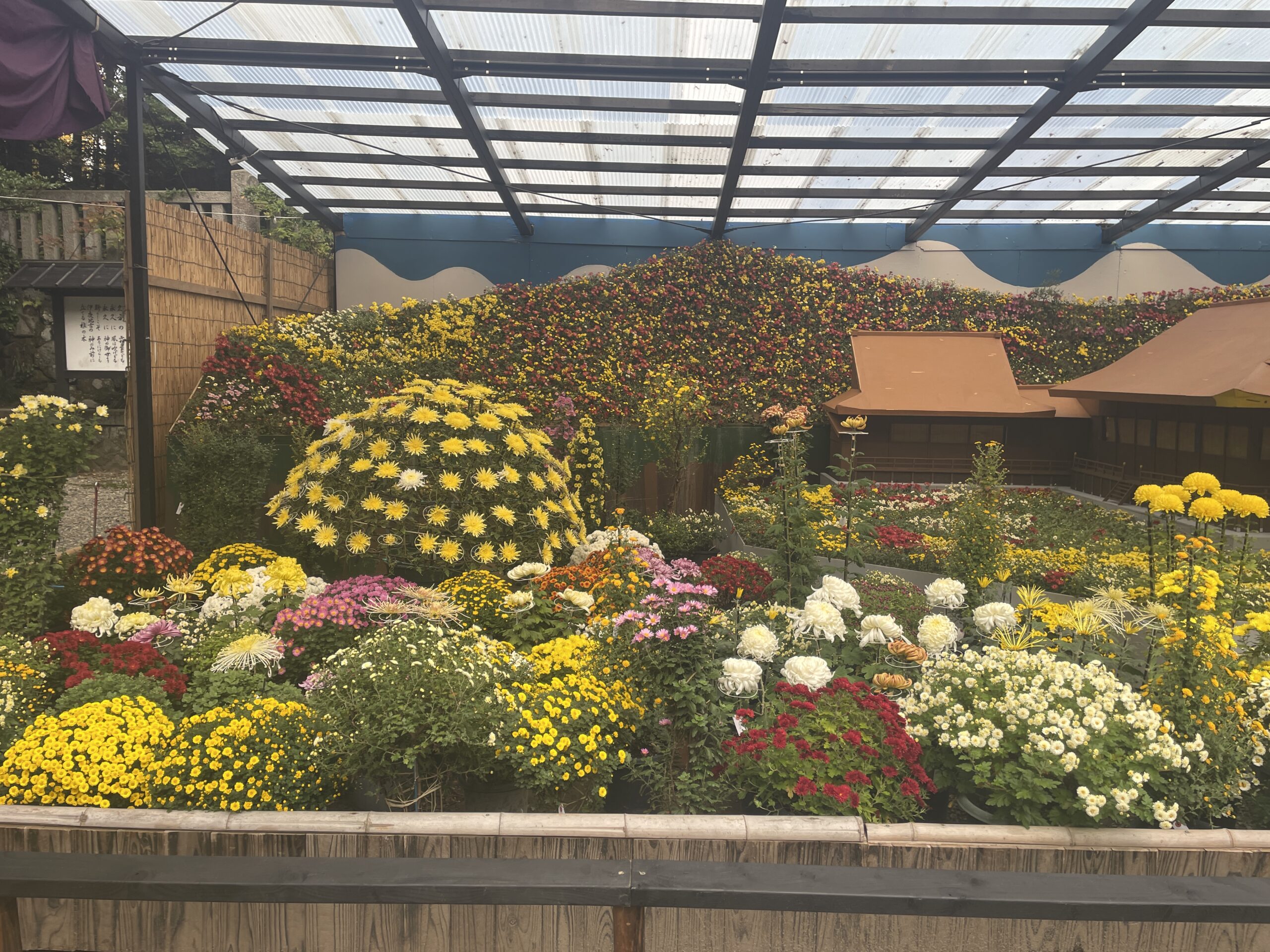 弥彦神社菊祭り