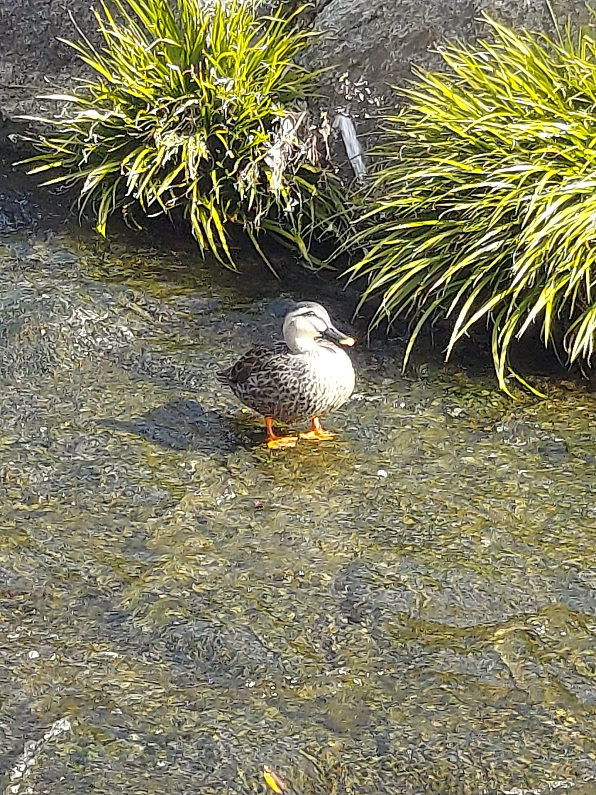 野生ではないみたい