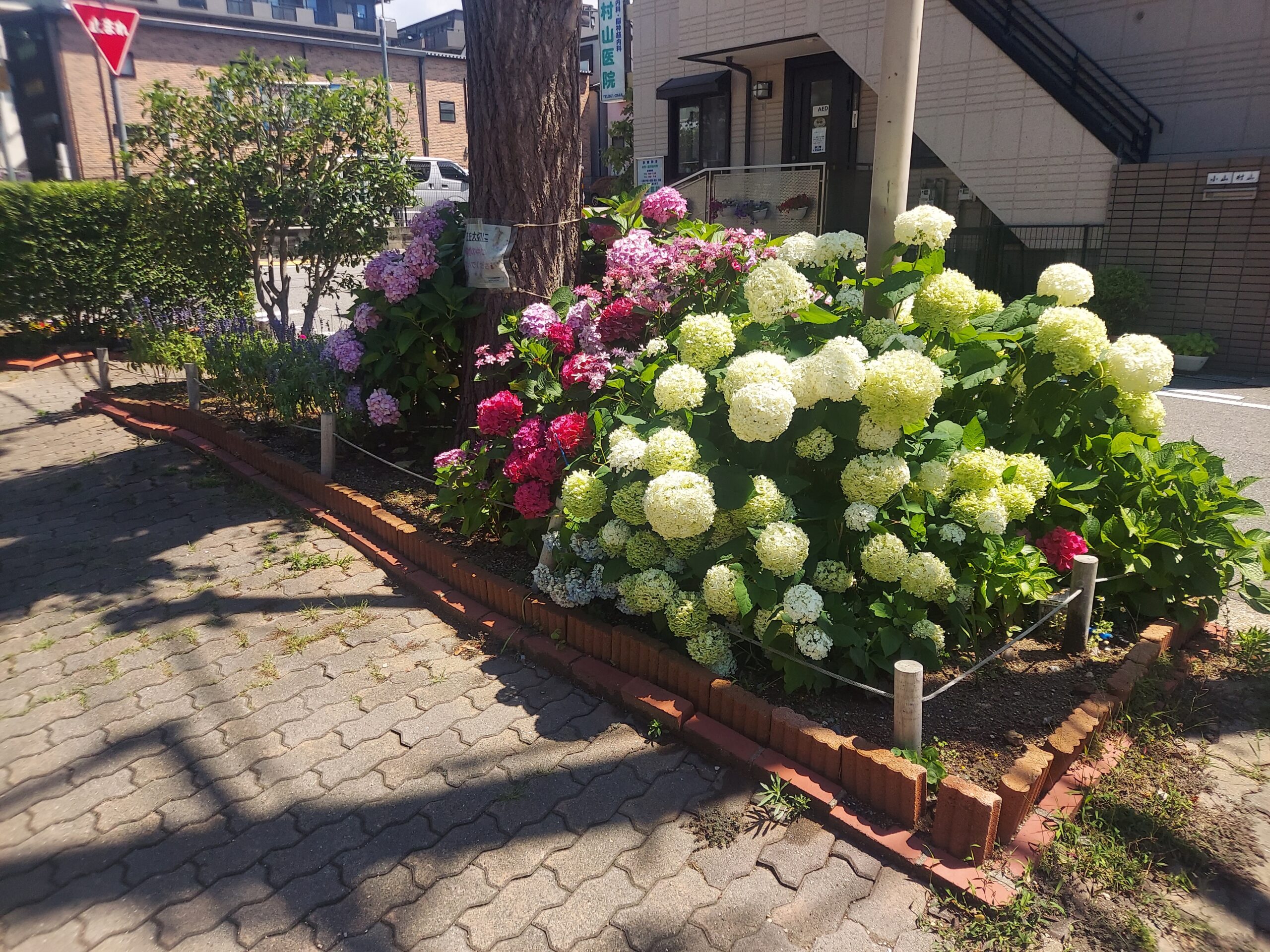 梅雨と言えば